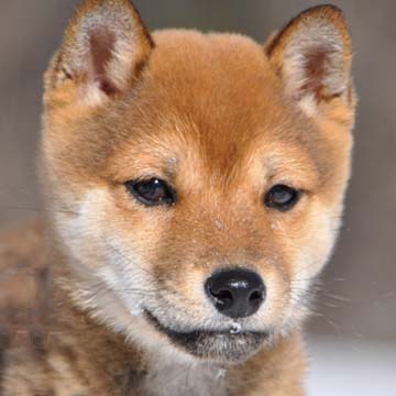 小笠原ペットショップ 五戸町の柴犬ブリーダー